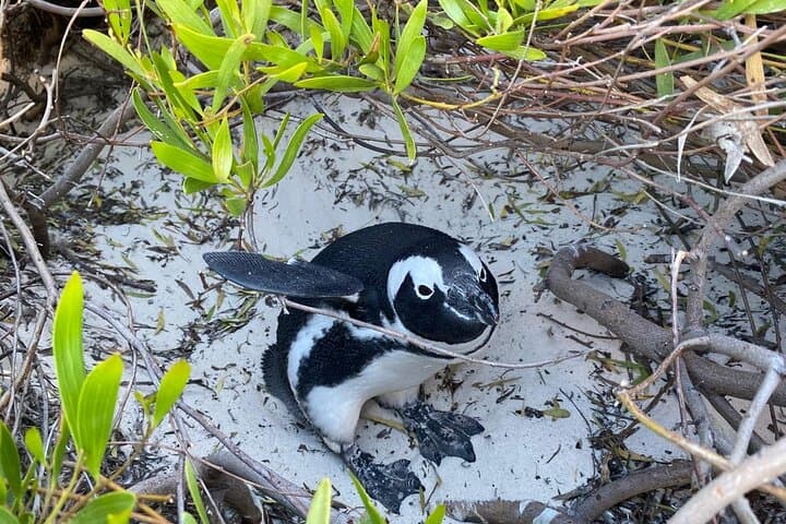 Cape of Good Hope & Boulders Beach Penguin Tour — Day Trip from Cape Town photo 3