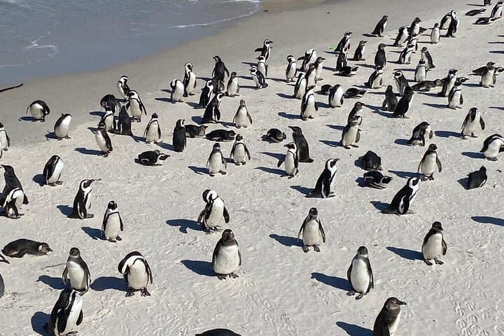 Cape Peninsula Full-Day Tour: Chapman's Peak, Cape Point & Boulders Beach Penguins photo 5