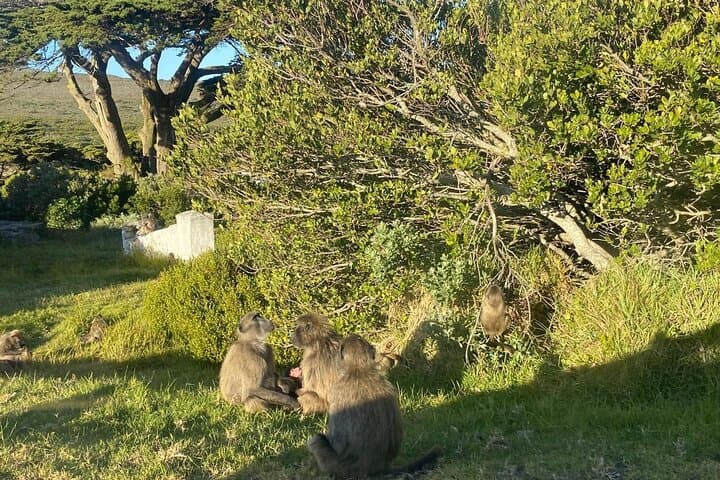 Cape of Good Hope & Boulders Beach Penguin Tour — Day Trip from Cape Town photo 6