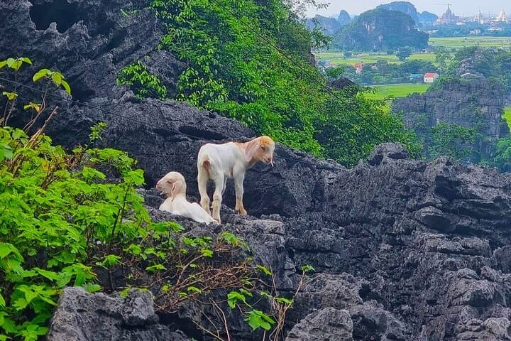 Tam Coc & Mua Cave Day Tour from Hanoi — Bike, Boat and Ancient Hoa Lu photo 6