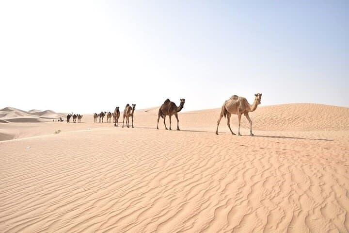 Qatar Desert Safari: Dune Bashing, Quad Biking & Camel Ride with BBQ photo 6