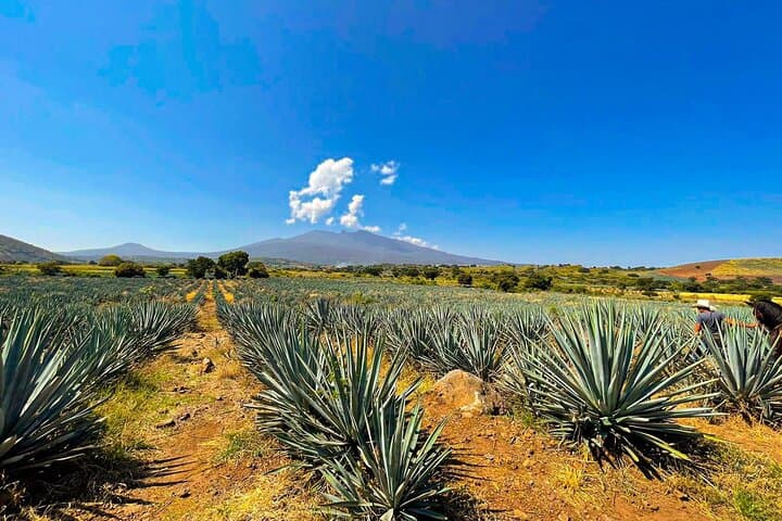 Tequila Day Trip from Guadalajara: José Cuervo Factory, Agave Fields & Cantaritos Party photo 5