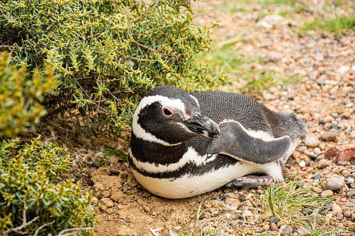 Punta Tombo Penguin Reserve: Day Trip from Puerto Madryn to See Magellanic Penguins photo 3