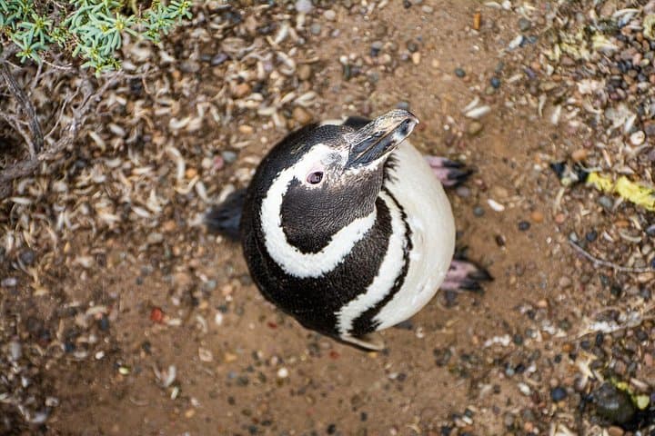 Punta Tombo Penguin Reserve: Day Trip from Puerto Madryn to See Magellanic Penguins photo 2