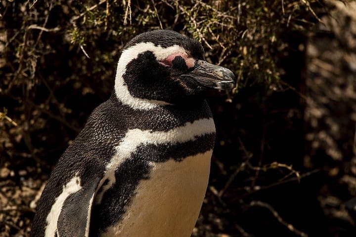 Punta Tombo Penguin Reserve: Day Trip from Puerto Madryn to See Magellanic Penguins