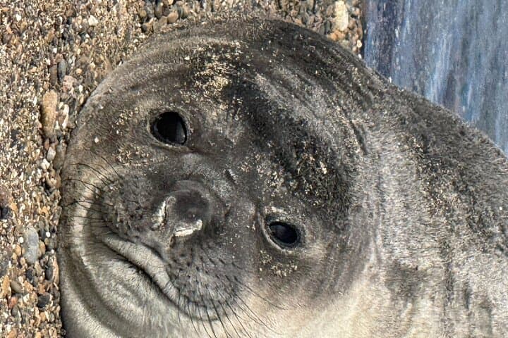 Peninsula Valdés Shore Excursion from Puerto Madryn — Wildlife & Coastal Views