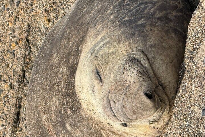 Peninsula Valdés Shore Excursion from Puerto Madryn — Wildlife & Coastal Views photo 2