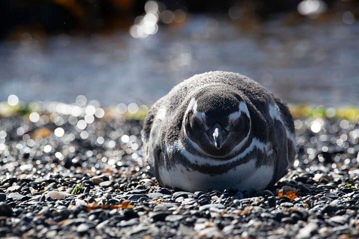 Punta Tombo Penguin Colony: Full-Day Wildlife Tour from Puerto Madryn