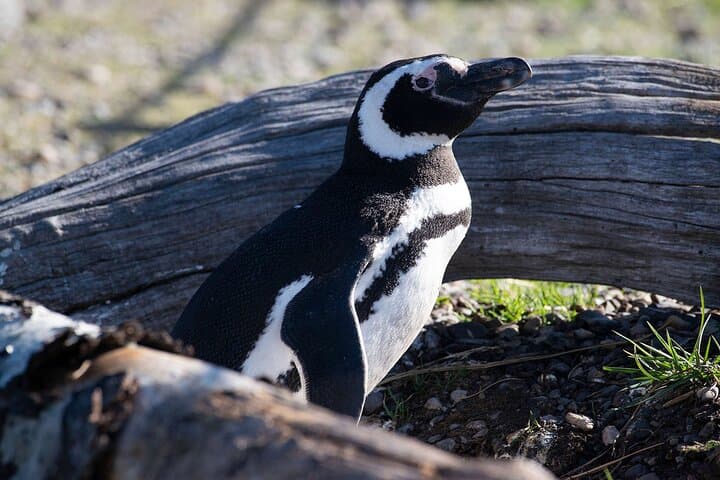 Punta Tombo Penguin Colony: Full-Day Wildlife Tour from Puerto Madryn photo 2