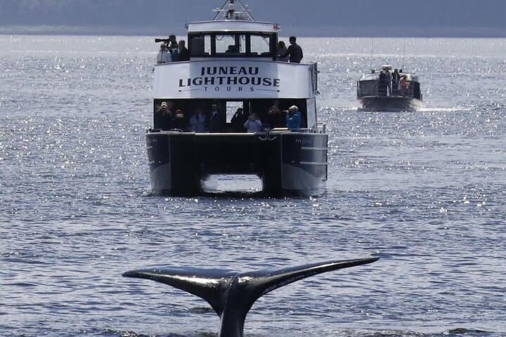 Juneau Lighthouse & Whale Watching Combo: Sentinel Island Tours photo 2