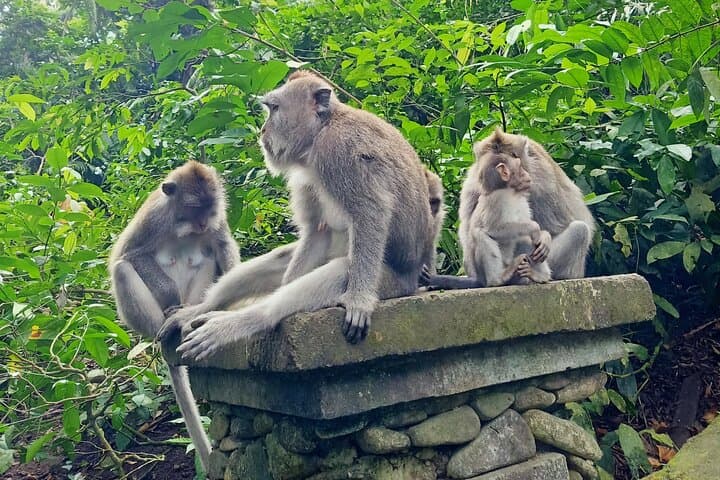 Ubud Monkey Forest, Jungle Swing & Tegalalang Rice Terrace Half-Day Adventure photo 2
