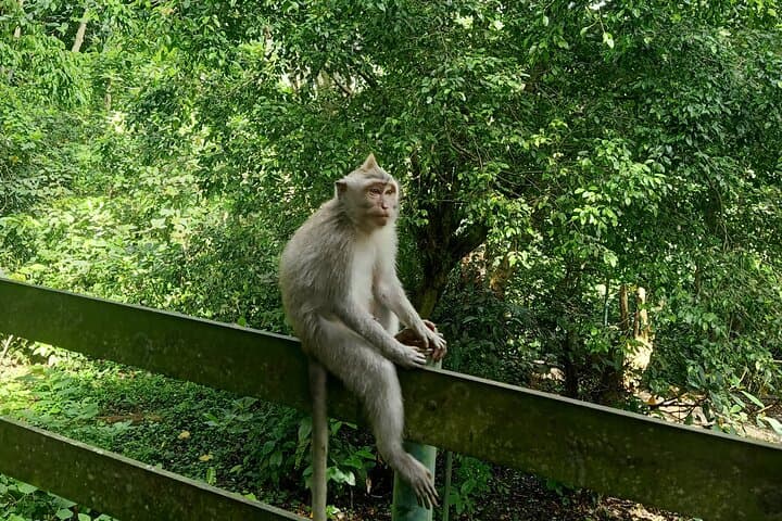 Ubud Monkey Forest, Jungle Swing & Tegalalang Rice Terrace Half-Day Adventure photo 5