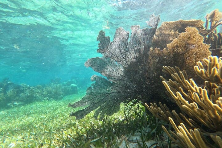 Contoy & Isla Mujeres Two-Island Snorkel Day Trip from Cancún (Open Bar)