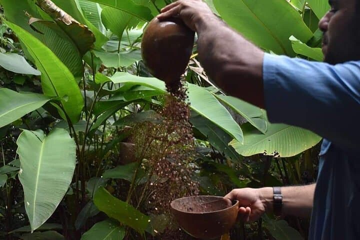 Quepos Chocolate Plantation Tour with Lunch — Cacao, Coffee & Local Plants photo 3