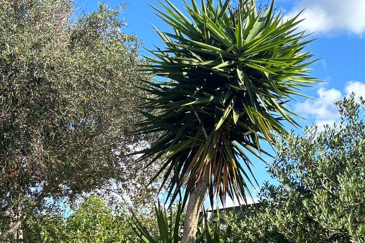 Private Half-Day Guided Hikes in Menorca — Coastal Trails & Hidden Coves photo 5