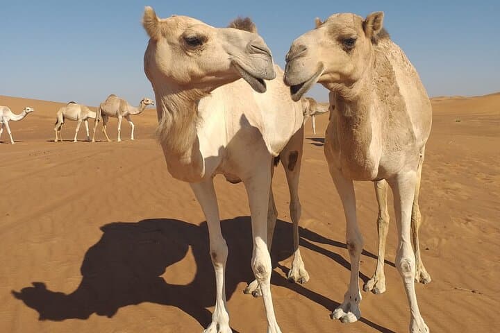 Dubai Red Dune Evening Desert Safari & BBQ Dinner — Sunset Dune Bashing, Camel Rides, Live Shows photo 6