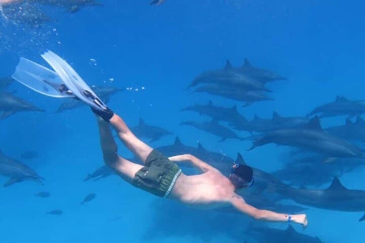 Marsa Alam Dolphin Watching: Snorkel Shaab Samadai and Lunch at Sea photo 2