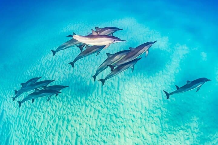 Marsa Alam Dolphin Watching: Snorkel Shaab Samadai and Lunch at Sea