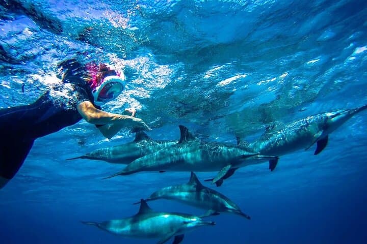 Marsa Alam Dolphin Watching: Snorkel Shaab Samadai and Lunch at Sea photo 5