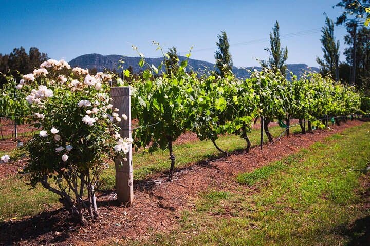 Private Hunter Valley Escape Tour from Sydney: Full-Day Wine Tasting in Lovedale photo 2