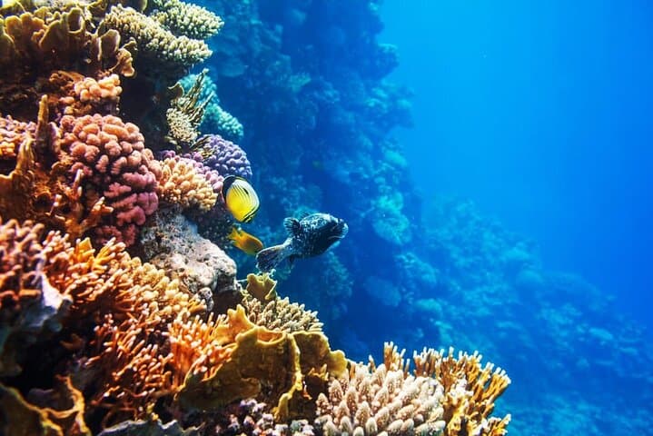 Hurghada Orange Island: Snorkel, Dive & Parasail Day Trip photo 4