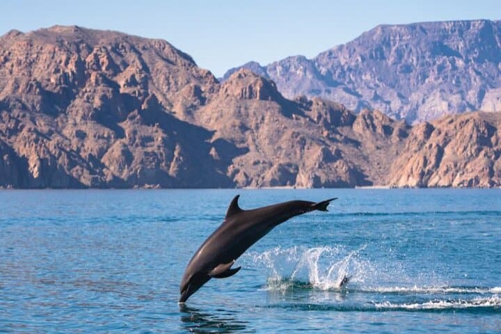 Snorkel Isla Coronados — Ocean Safari & Beach Picnic from Loreto photo 5