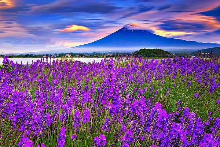 Mt Fuji Day Tour: Chureito Pagoda, Oshino Hakkai & Kawaguchiko Highlights photo 1