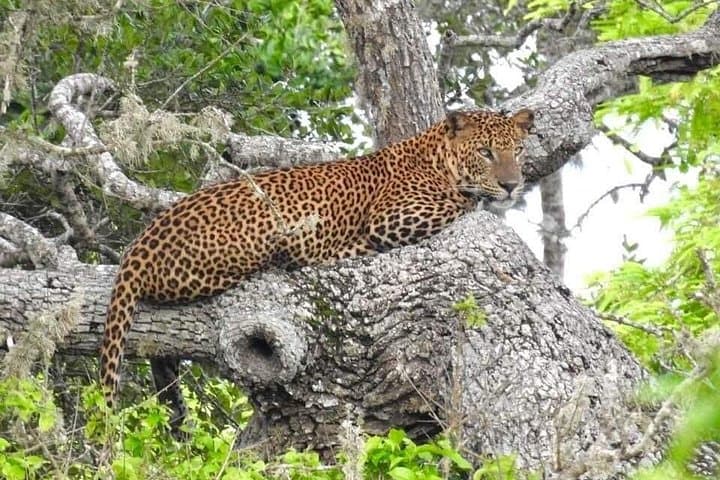 Half-Day Yala National Park Safari: Morning Drive for Leopards & Elephants photo 1