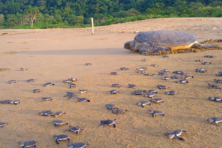 Sukamade Turtle Conservation: 2-Day Volunteer Experience in Meru Betiri