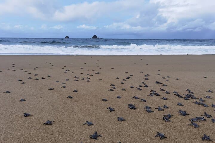 Sukamade Turtle Conservation: 2-Day Volunteer Experience in Meru Betiri photo 2