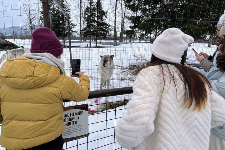 Escaping Anchorage: Spring Wildlife Tour to Alaska Wildlife Conservation Center photo 3
