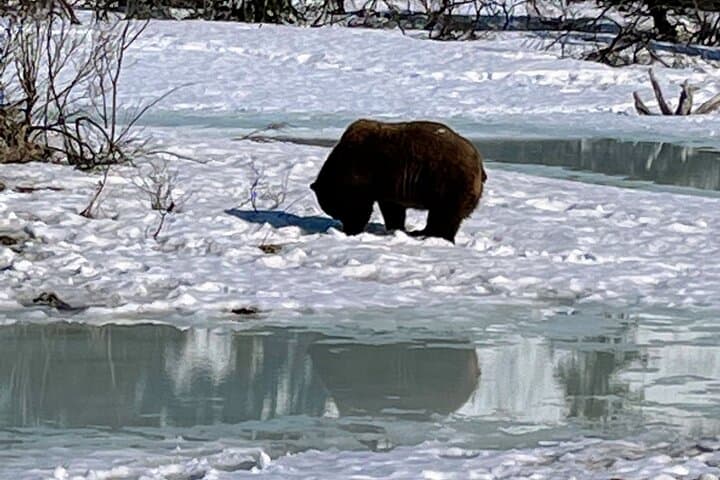 Escaping Anchorage: Spring Wildlife Tour to Alaska Wildlife Conservation Center photo 2