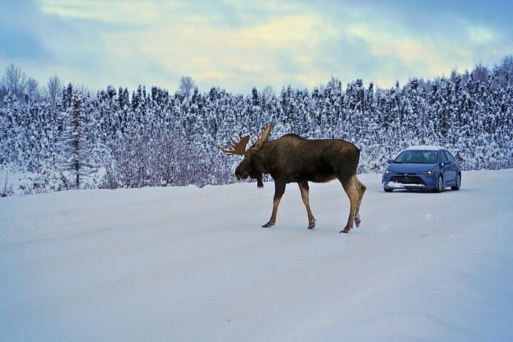 Exploring Anchorage’s Winter Wonders: A 3-Hour Cultural and Nature Tour photo 5