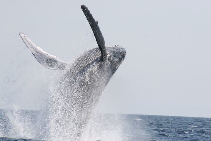 Whale Watching in Okinawa: Naha & Chatan Humpback Tours