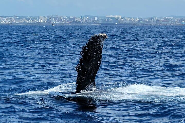 Whale Watching in Okinawa: Naha & Chatan Humpback Tours photo 3