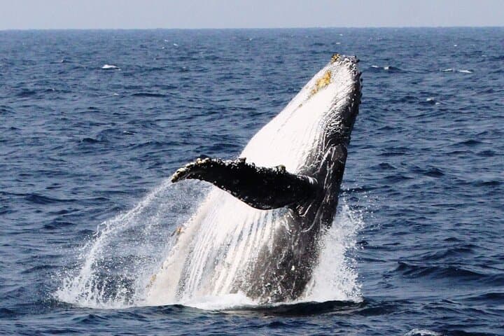 Whale Watching in Okinawa: Naha & Chatan Humpback Tours photo 4