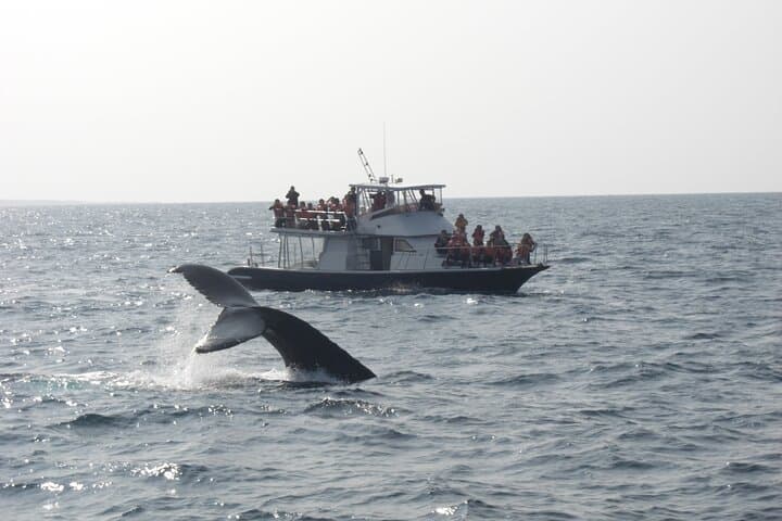Whale Watching in Okinawa: Naha & Chatan Humpback Tours photo 5