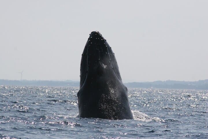 Whale Watching in Okinawa: Naha & Chatan Humpback Tours photo 6