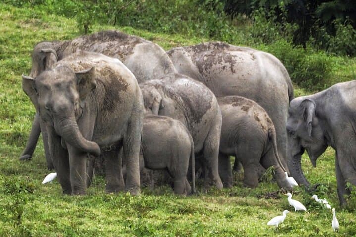 Kuiburi Wild Elephant Safari from Hua Hin — Private Day Tour