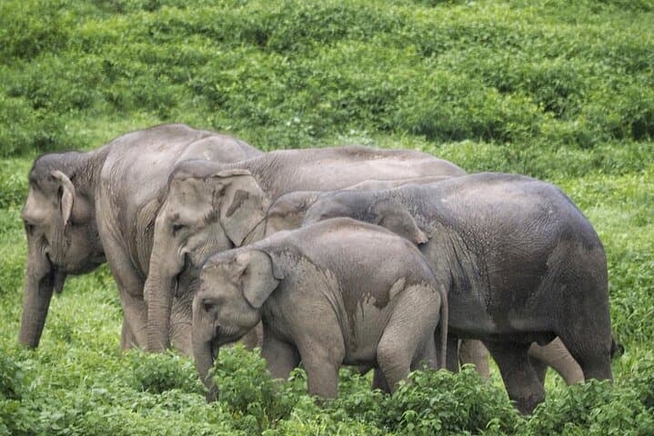 Kuiburi Wild Elephant Safari from Hua Hin — Private Day Tour photo 2