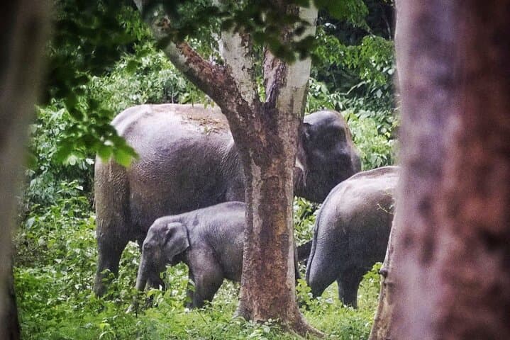Kuiburi Wild Elephant Safari from Hua Hin — Private Day Tour photo 3