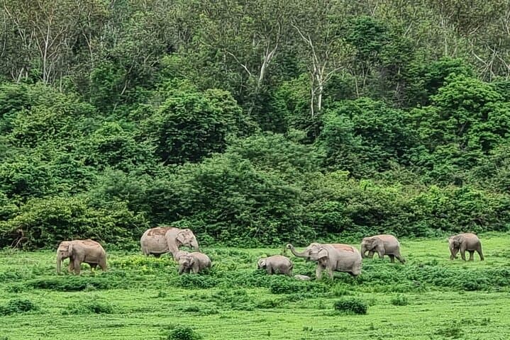 Kuiburi Wild Elephant Safari from Hua Hin — Private Day Tour photo 4