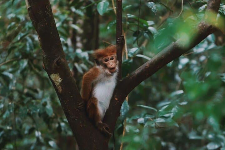 Sinharaja Rainforest Day Tour: Guided Wildlife Walks, Waterfalls & Conservation Insights photo 3