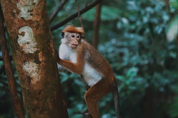 Sinharaja Rainforest Day Tour: Guided Wildlife Walks, Waterfalls & Conservation Insights photo 4