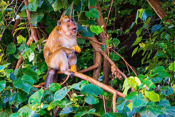Private South Mauritius Tour — La Vallée des Couleurs, Chamarel & Gris Gris Day Trip photo 3