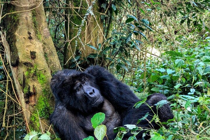Bwindi Gorilla Habituation: 4-Day Immersive Wildlife Experience in Uganda