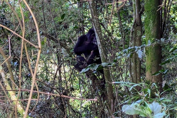 Bwindi Gorilla Habituation: 4-Day Immersive Wildlife Experience in Uganda photo 3