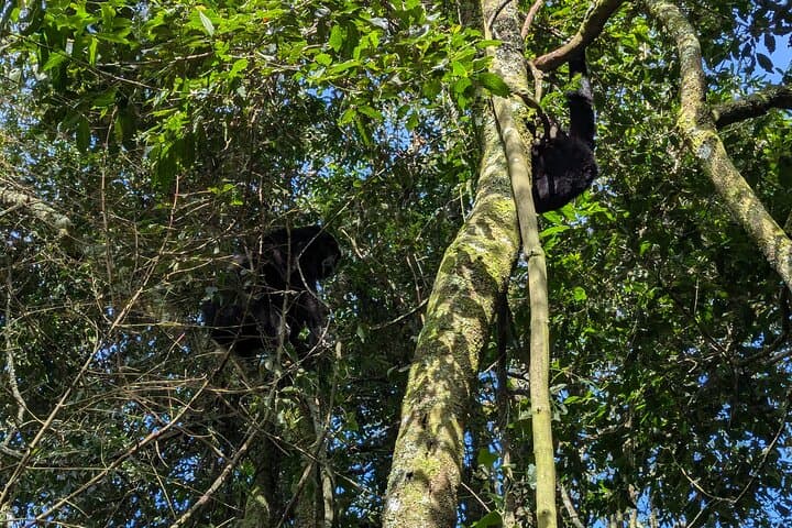 Bwindi Gorilla Habituation: 4-Day Immersive Wildlife Experience in Uganda photo 4