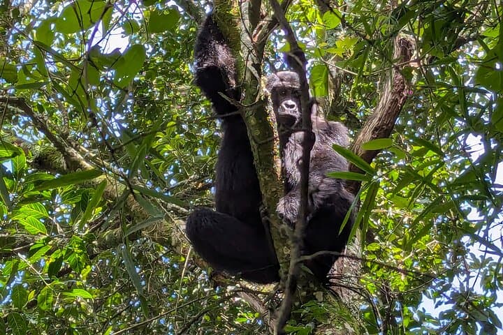 Bwindi Gorilla Habituation: 4-Day Immersive Wildlife Experience in Uganda photo 5