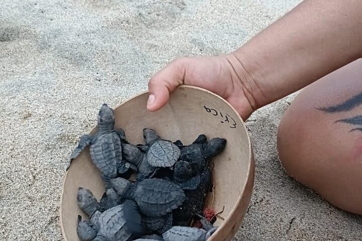Puerto Escondido Sea Turtle Release: Hands-On Conservation Experience
